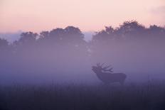 Red Deer (Cervus Elaphus) Stag under Trees, During Rut, Klampenborg Dyrehaven, Denmark, September-Möllers-Photographic Print