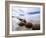 Moeraki Boulders #3, New Zealand 98-Monte Nagler-Framed Photographic Print