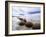 Moeraki Boulders #3, New Zealand 98-Monte Nagler-Framed Photographic Print