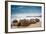 Moeraki Boulders New Zealand-null-Framed Art Print