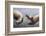 Moeritherium-null-Framed Photographic Print