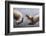 Moeritherium-null-Framed Photographic Print