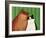 Moggies, 1994-Magdolna Ban-Framed Giclee Print