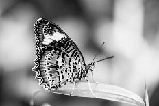 Beautiful Close Up of a Butterfly in the Garden-Mohana AntonMeryl-Photographic Print