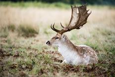 Male Fallow Deer in the Wild Forest-Mohana AntonMeryl-Photographic Print