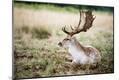Photographic Print