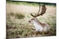 Photographic Print