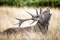 Male Fallow Deer in the Wild Forest-Mohana AntonMeryl-Photographic Print