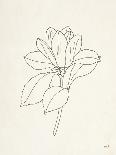 Magnolia Line Drawing v2 Crop-Moira Hershey-Art Print