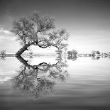 Water Tree XIII-Moises Levy-Photographic Print