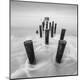 Premium Photographic Print