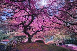 Pink Tree 2 by Moises Levy
