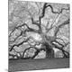 Premium Photographic Print