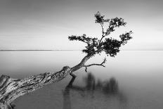 Water Tree IX-Moises Levy-Photographic Print
