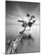 Premium Photographic Print