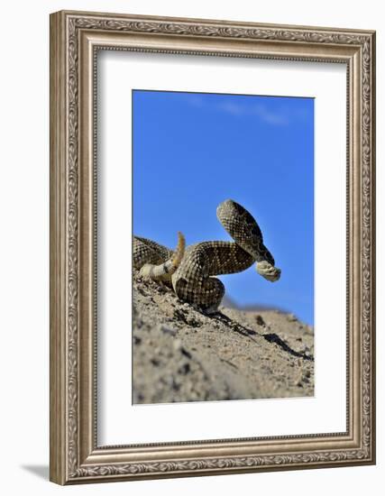 Mojave Rattlesnake (Crotalus Scutulatus) Mojave Desert, California, June-Daniel Heuclin-Framed Photographic Print