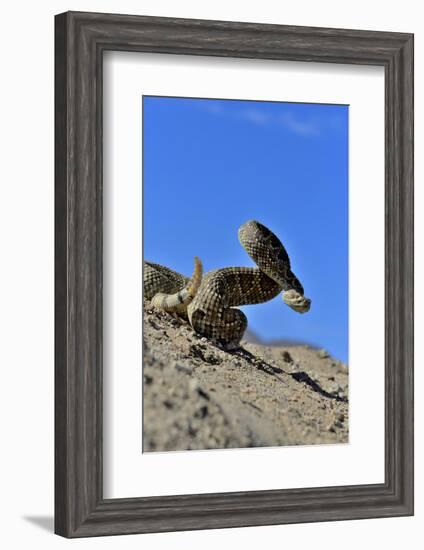 Mojave Rattlesnake (Crotalus Scutulatus) Mojave Desert, California, June-Daniel Heuclin-Framed Photographic Print