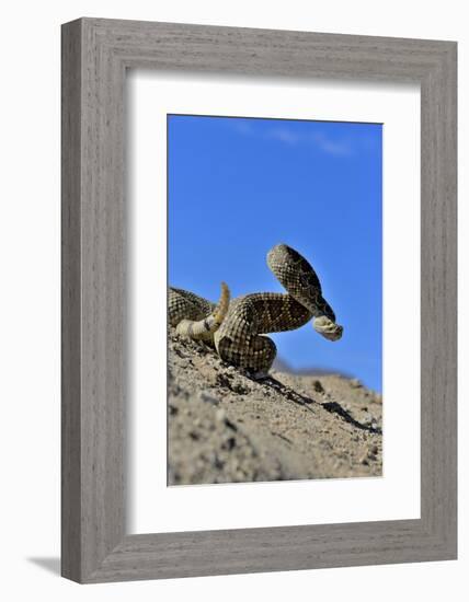 Mojave Rattlesnake (Crotalus Scutulatus) Mojave Desert, California, June-Daniel Heuclin-Framed Photographic Print