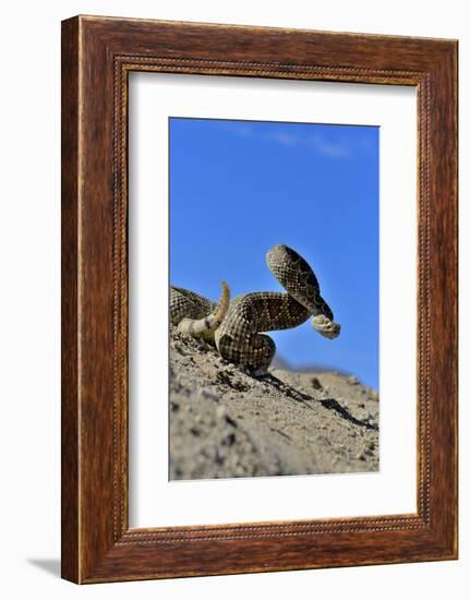 Mojave Rattlesnake (Crotalus Scutulatus) Mojave Desert, California, June-Daniel Heuclin-Framed Photographic Print