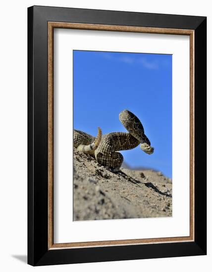 Mojave Rattlesnake (Crotalus Scutulatus) Mojave Desert, California, June-Daniel Heuclin-Framed Photographic Print