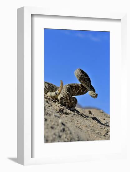 Mojave Rattlesnake (Crotalus Scutulatus) Mojave Desert, California, June-Daniel Heuclin-Framed Photographic Print