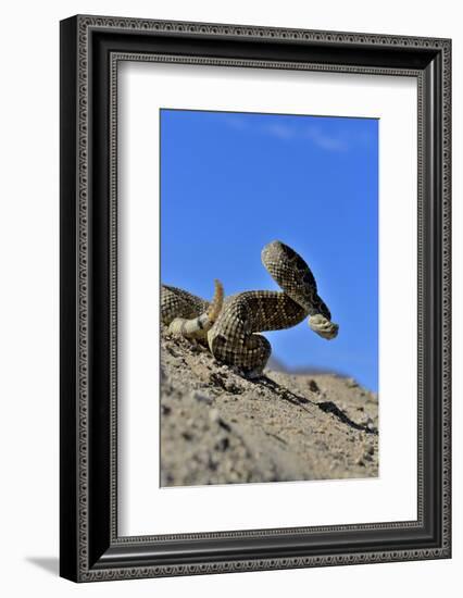 Mojave Rattlesnake (Crotalus Scutulatus) Mojave Desert, California, June-Daniel Heuclin-Framed Photographic Print