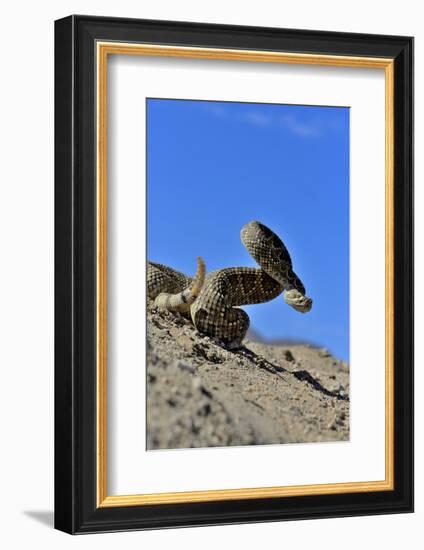 Mojave Rattlesnake (Crotalus Scutulatus) Mojave Desert, California, June-Daniel Heuclin-Framed Photographic Print