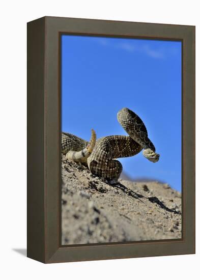 Mojave Rattlesnake (Crotalus Scutulatus) Mojave Desert, California, June-Daniel Heuclin-Framed Premier Image Canvas