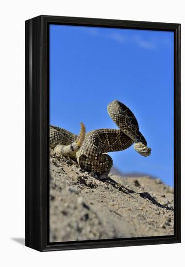 Mojave Rattlesnake (Crotalus Scutulatus) Mojave Desert, California, June-Daniel Heuclin-Framed Premier Image Canvas