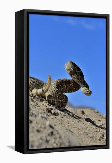 Mojave Rattlesnake (Crotalus Scutulatus) Mojave Desert, California, June-Daniel Heuclin-Framed Premier Image Canvas