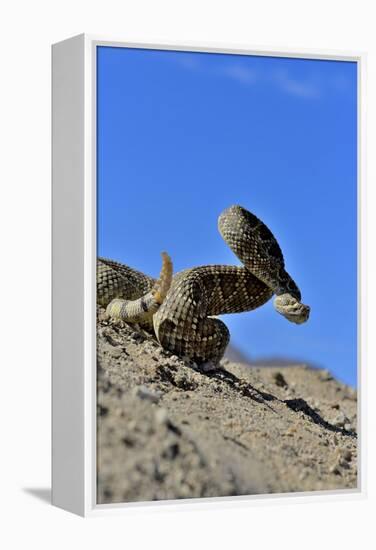 Mojave Rattlesnake (Crotalus Scutulatus) Mojave Desert, California, June-Daniel Heuclin-Framed Premier Image Canvas