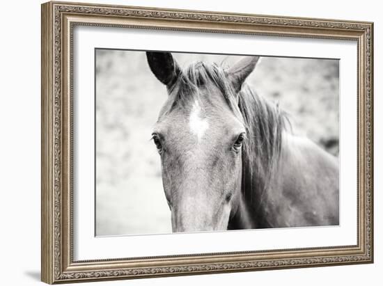 Moke Lake Horses II-Laura Marshall-Framed Art Print