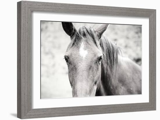 Moke Lake Horses II-Laura Marshall-Framed Art Print