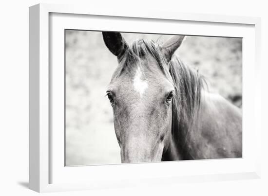 Moke Lake Horses II-Laura Marshall-Framed Art Print