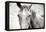 Moke Lake Horses II-Laura Marshall-Framed Stretched Canvas