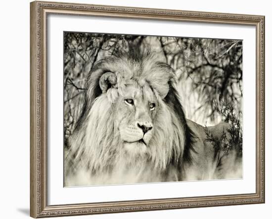 Moketsi Lion-Wink Gaines-Framed Giclee Print