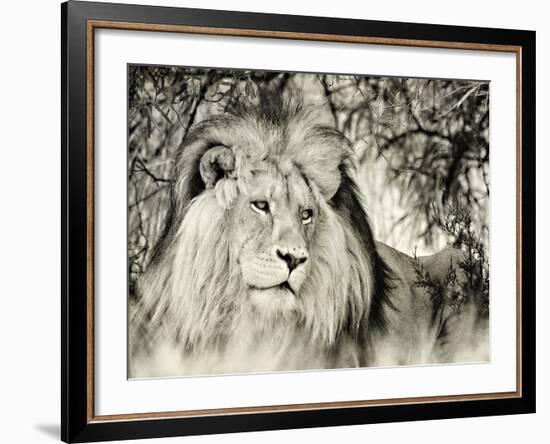 Moketsi Lion-Wink Gaines-Framed Giclee Print