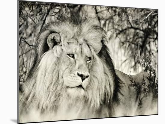 Moketsi Lion-Wink Gaines-Mounted Giclee Print