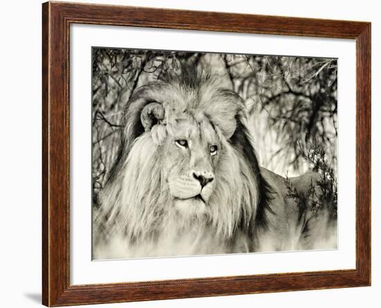 Moketsi Lion-Wink Gaines-Framed Giclee Print