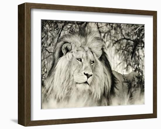 Moketsi Lion-Wink Gaines-Framed Giclee Print