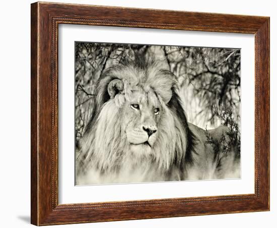 Moketsi Lion-Wink Gaines-Framed Giclee Print