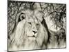 Moketsi Lion-Wink Gaines-Mounted Giclee Print