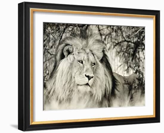 Moketsi Lion-Wink Gaines-Framed Giclee Print