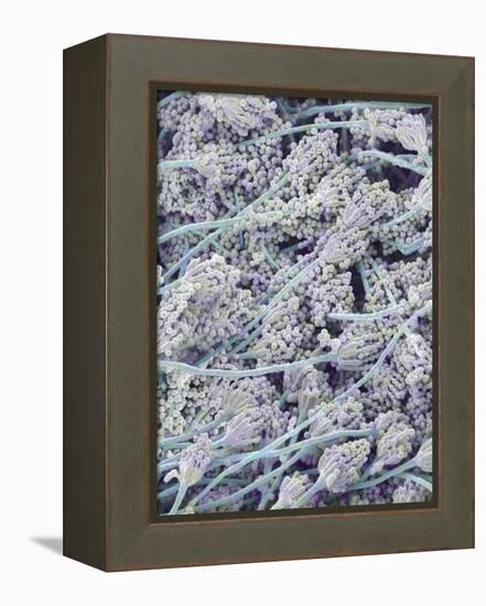 Mold on White Bread-Micro Discovery-Framed Premier Image Canvas