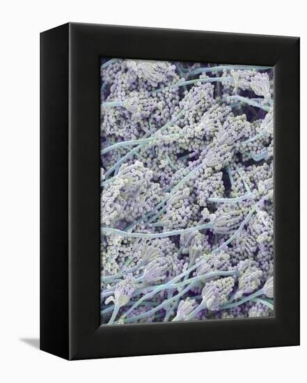 Mold on White Bread-Micro Discovery-Framed Premier Image Canvas