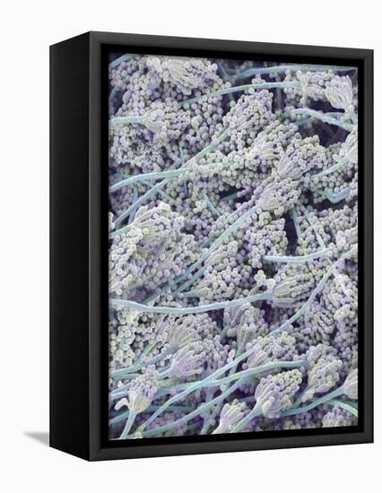 Mold on White Bread-Micro Discovery-Framed Premier Image Canvas