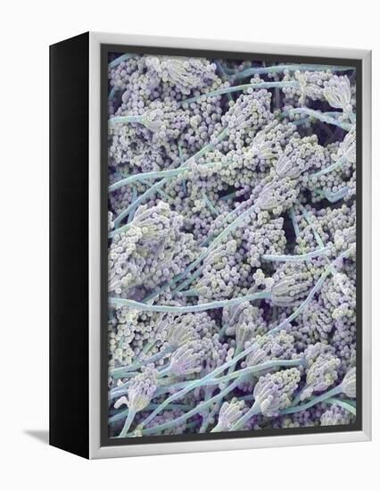 Mold on White Bread-Micro Discovery-Framed Premier Image Canvas