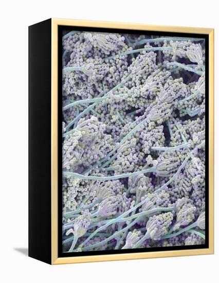 Mold on White Bread-Micro Discovery-Framed Premier Image Canvas