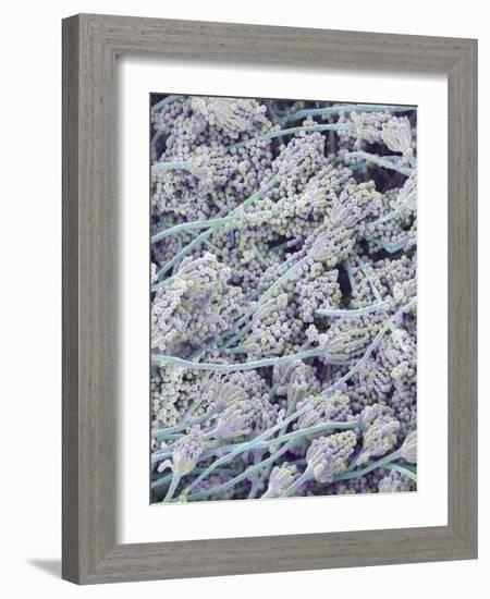 Mold on White Bread-Micro Discovery-Framed Photographic Print