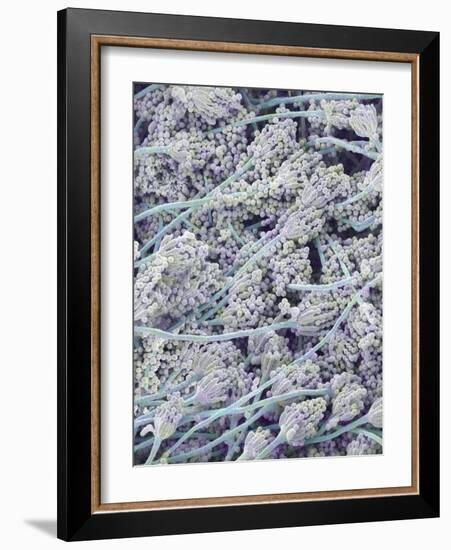 Mold on White Bread-Micro Discovery-Framed Photographic Print